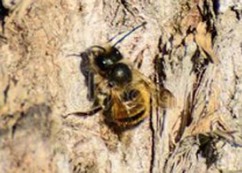 bij met propolis 