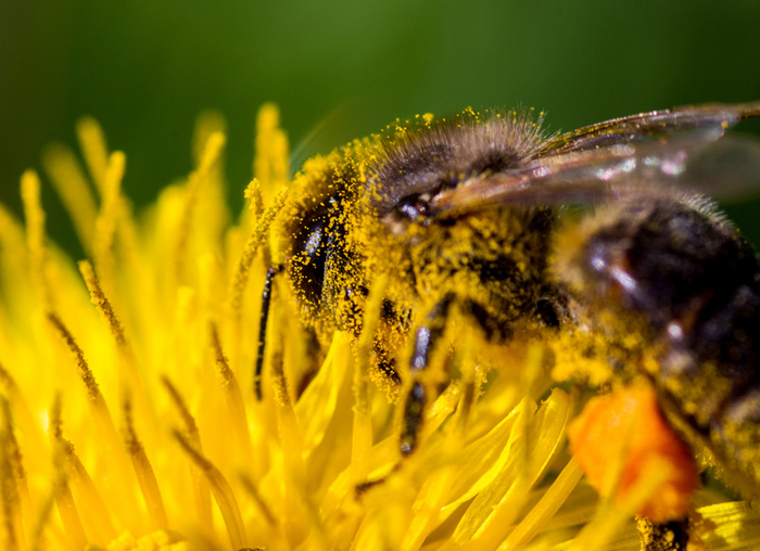 bij op bloem met stuifmeel