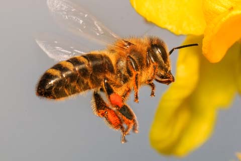 bij op een bloem