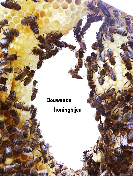bouwende bijen