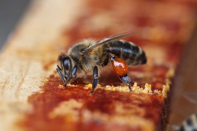 honingbij verzamelt propolis druppels