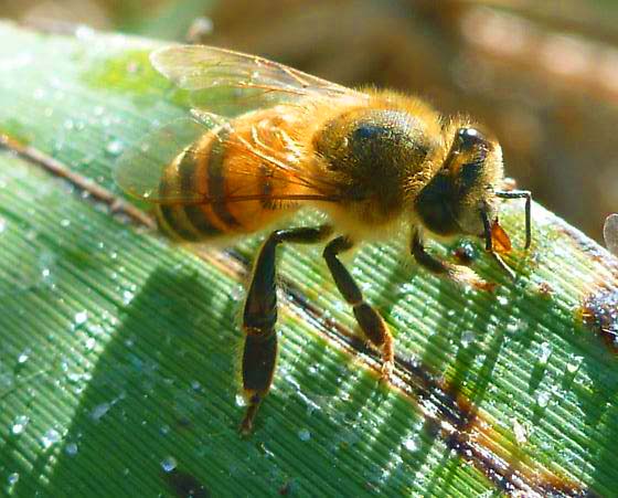 bladhoning - honingdauw