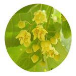 linde bloesem