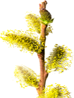 stuifmeel