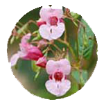 bloemen