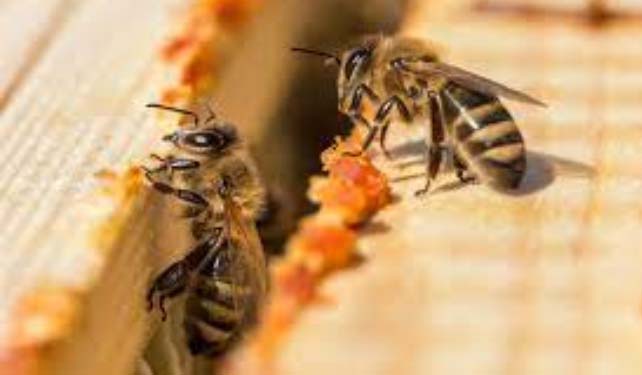 propolis met bijen