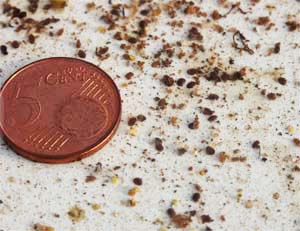 varroa mijt 