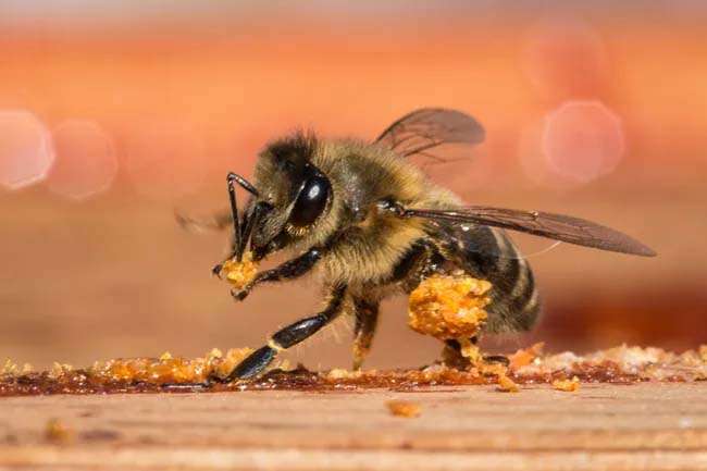 werkbij met brok propolis