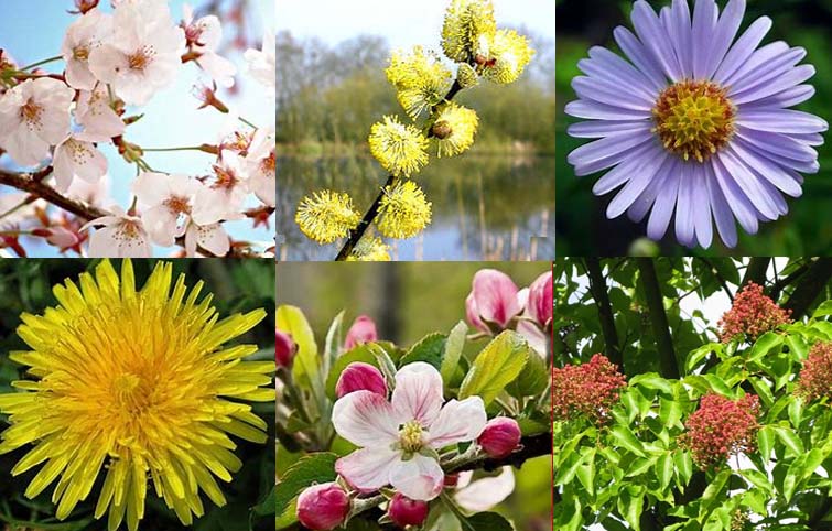 bloemenhoning zomer