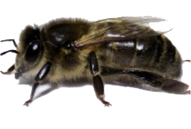 zwarte bij